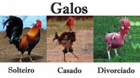 Galos